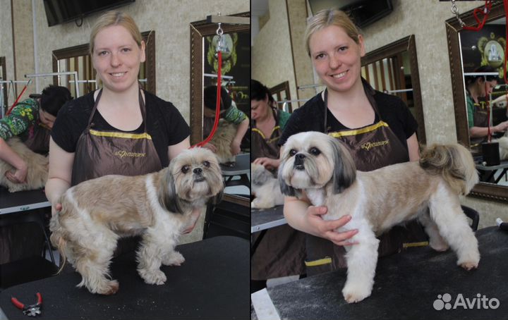 Груминг стрижка собак