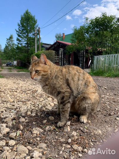 Разместить кошку