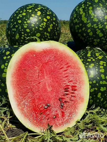 Арбуз оптом
