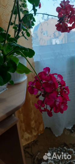 Пеларгония герань сортовая