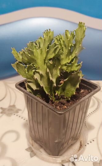 Молочай (эуфорбия)