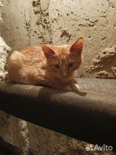 Рыжий котенок