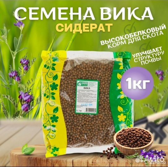 Сидераты Вика и Редька масличная