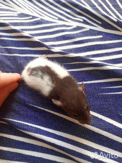 Крыса дамбо