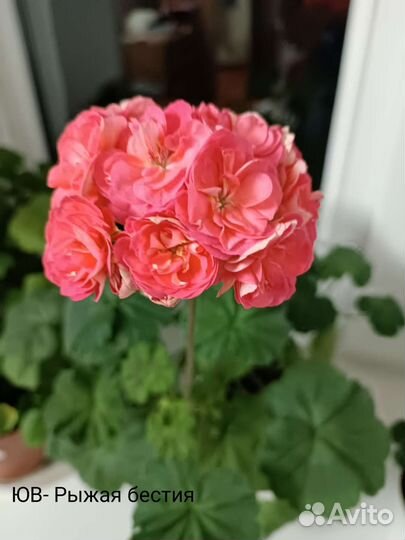 Пеларгония герань