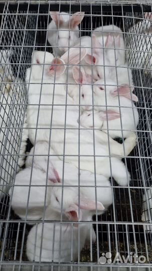 Оптом Мясо Кролика