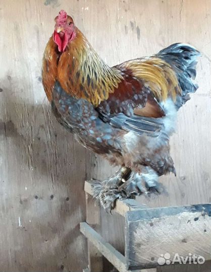 Петух брама