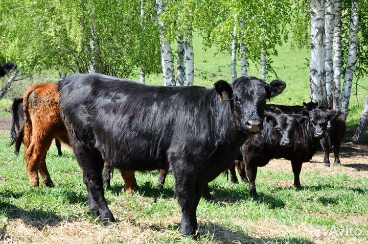 Племенные телки и бычки Галловейской породы