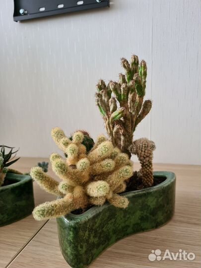 Цветок кактусы