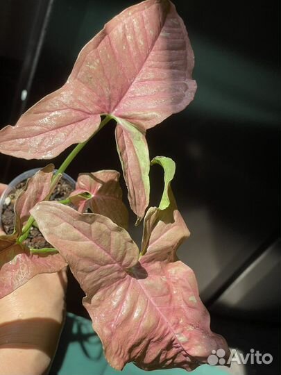 Сингониум розовая икра/Pink Caviar