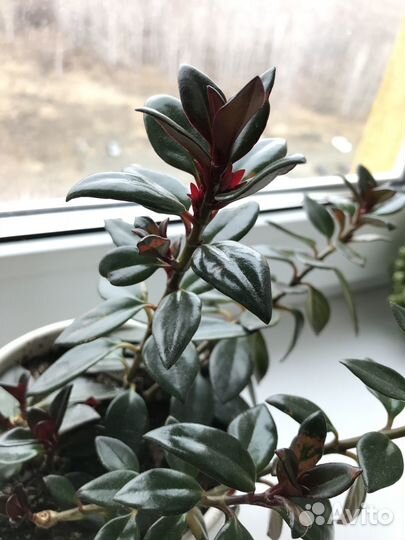 Гипоцирта «Золотая рыбка»