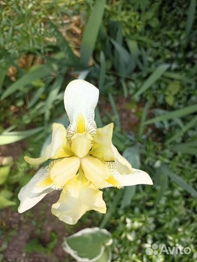 Цветы ирисы