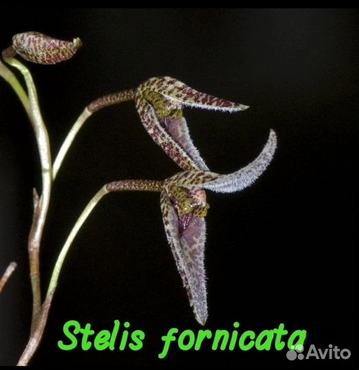 Stelis fornicata