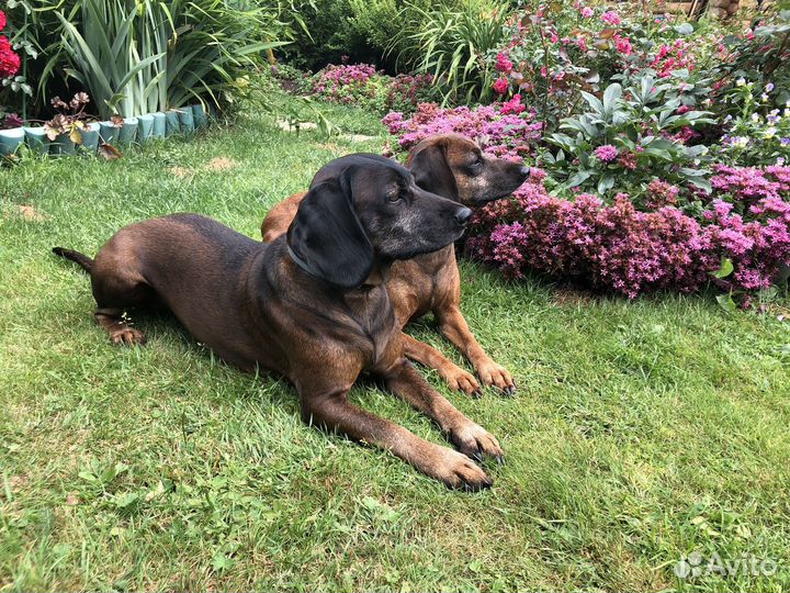 Щенки баварской горной гончей