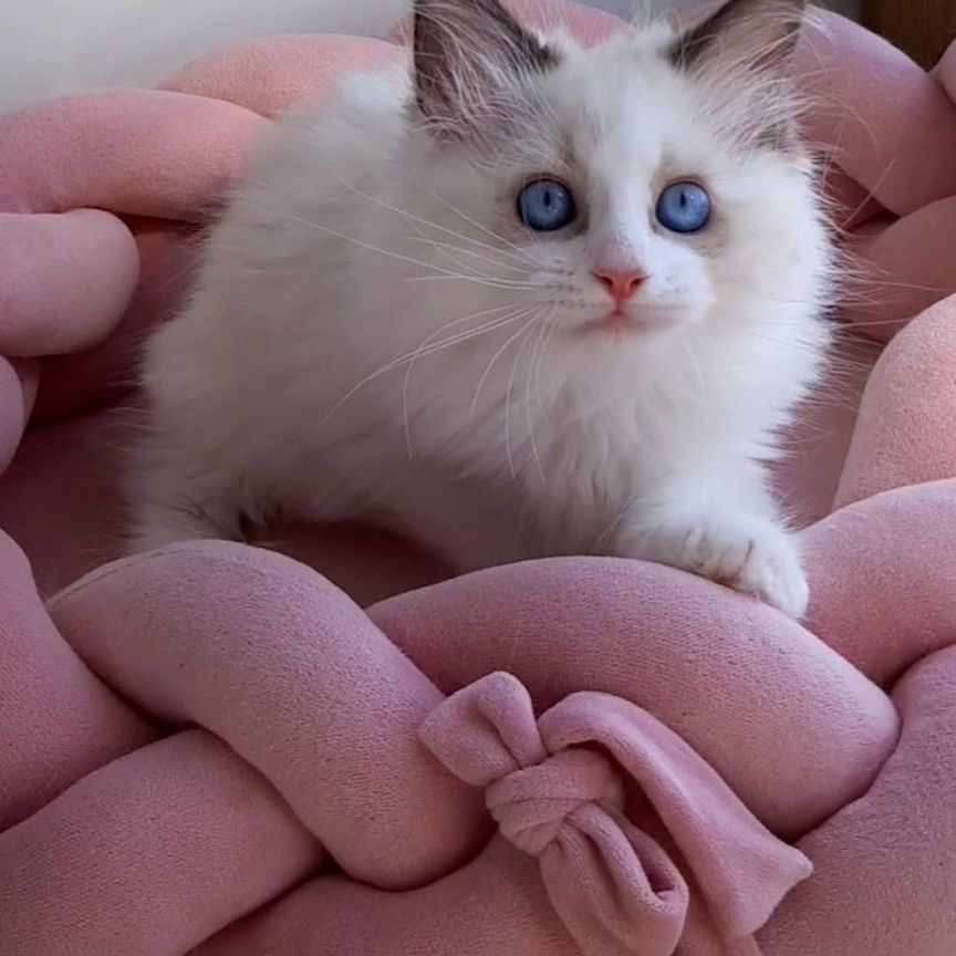 Котята рэгдолл. Мальчик ragdoll. Регдолл