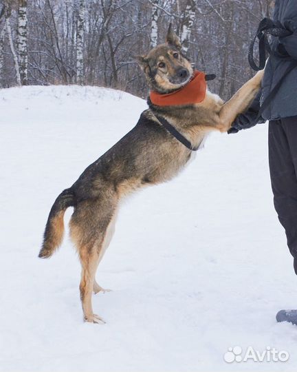 Прекрасная Волча ждет в приюте