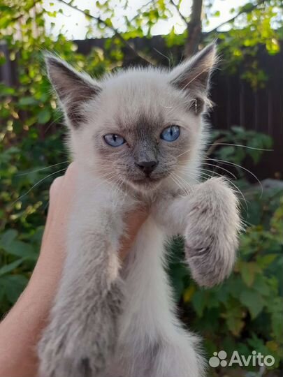 Котенок мальчик