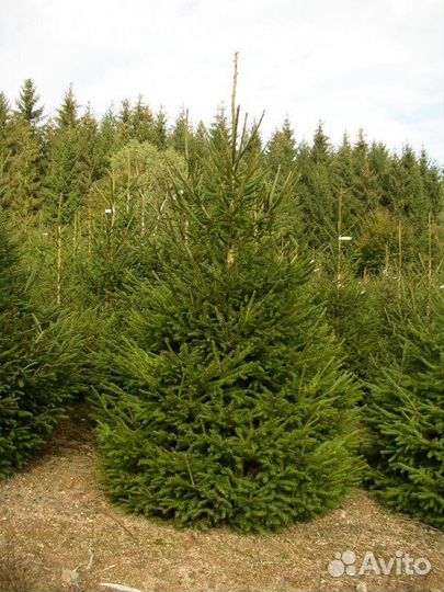 Сосна Живая / Ель Новогодняя Опт