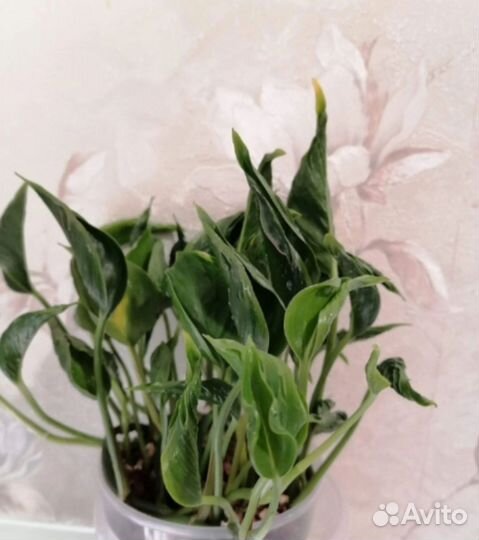 Сциндапсусы, кактус