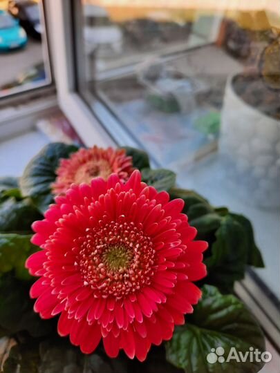 Комнатные цветы