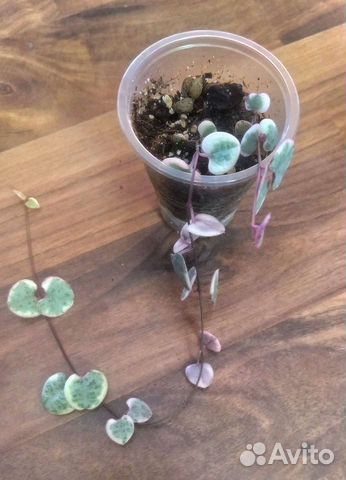 Церопегия вариегатная и мюленбекия