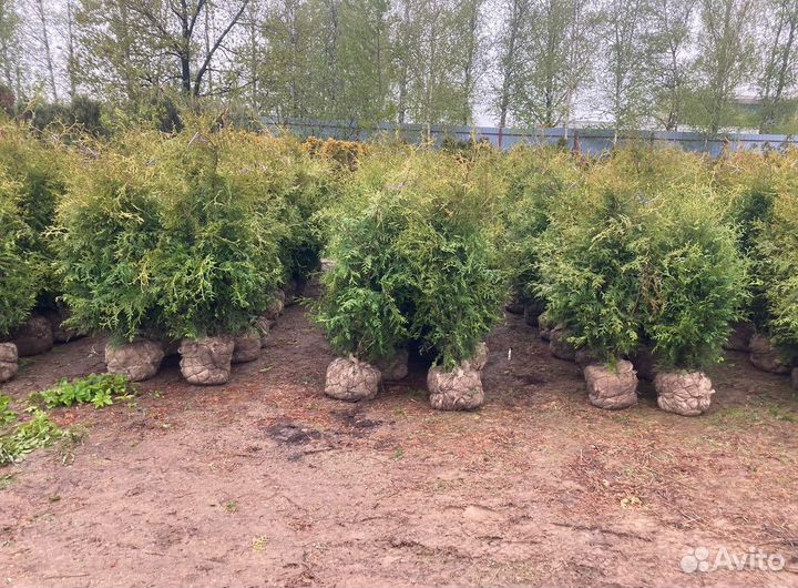 Саженцы Туя Брабант 120-140 см из питомника