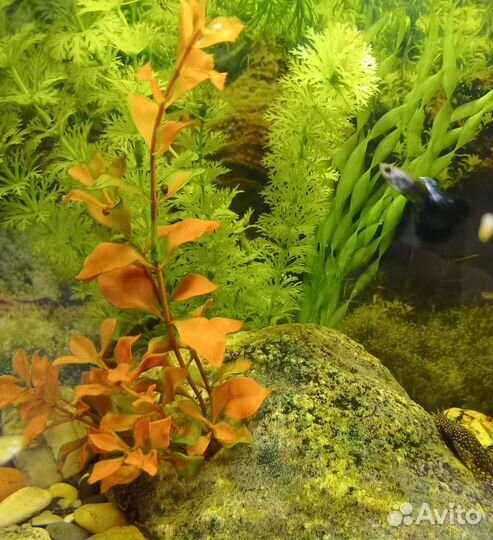 Аквариумные растения