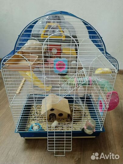 Продам сирийских хомяков с большими клетками