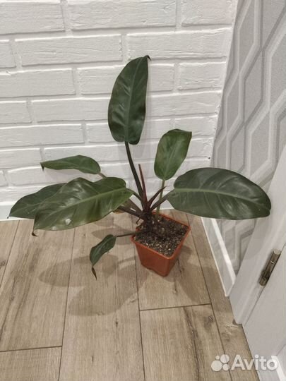 Филодендрон империал рэд комнатные растения цветы