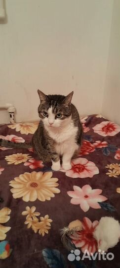 Кошечка Люся