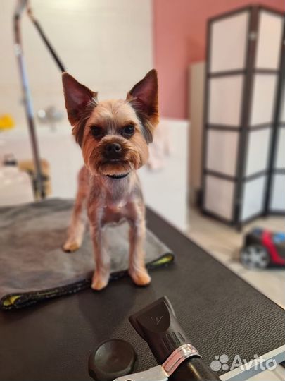 Стрижка Йорк и Бивер