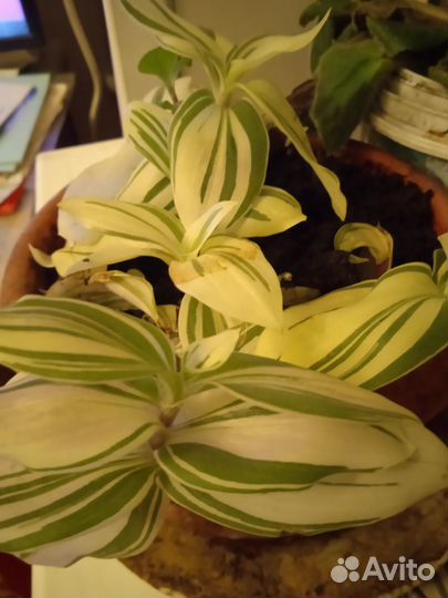 Традесканция зелено белая