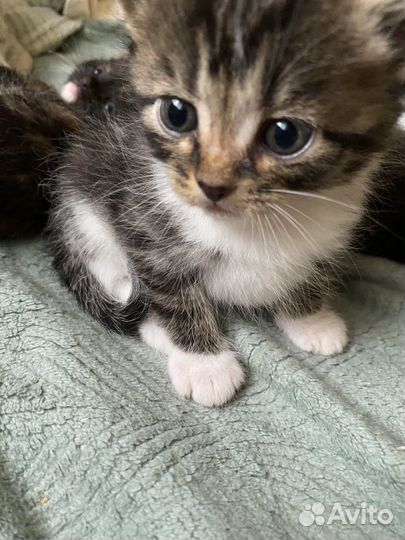 Кошки бесплатно