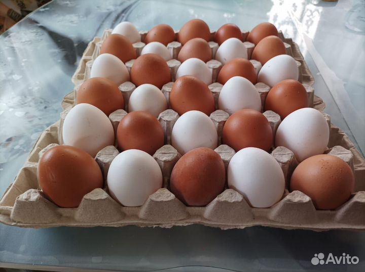 Домашние куриные яйца