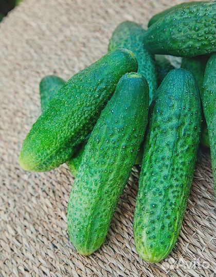 Огурец Буран F1 0,25 гр цв.п