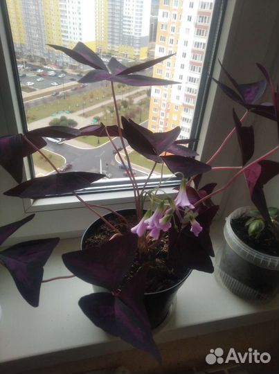 Кислица (бабочка)