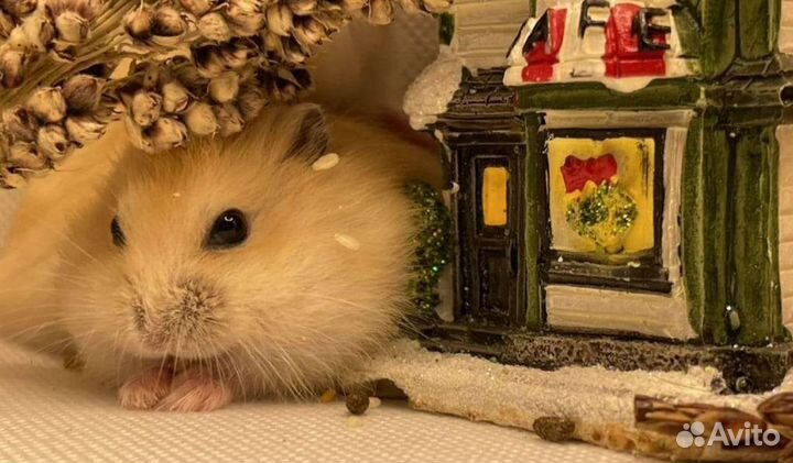 Хомячки персиковые(+Клетки)