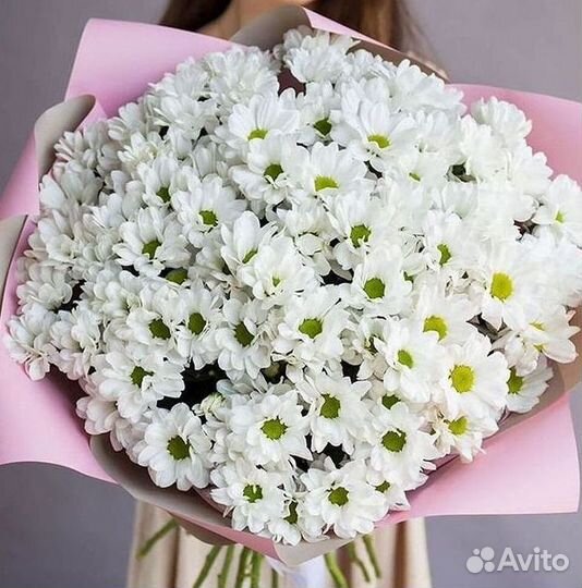 Хризантема Цветы Доставка