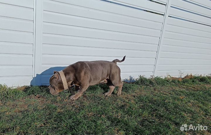 Американский булли покет экзот