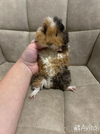 Лункария - поросята очаровашки