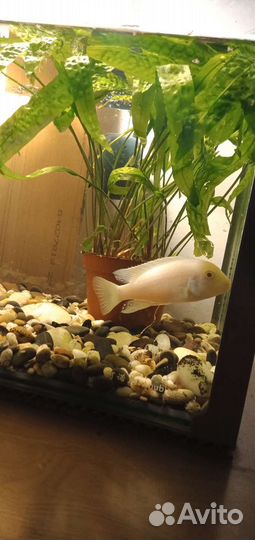 Снежный принц,самец