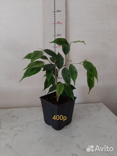 Фикус. Комнатные растения