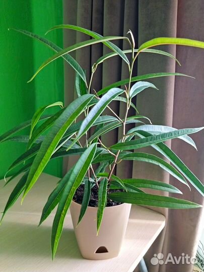 Фикус Биннедика Али