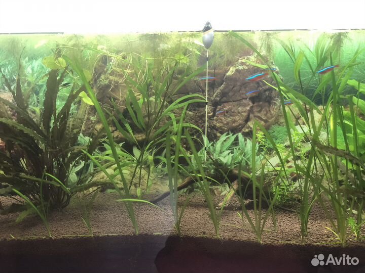 Аквариум 180л с тумбой и всем содержимым