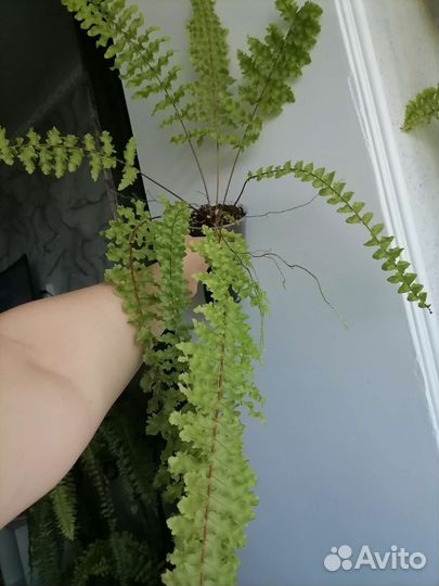 Папоротник