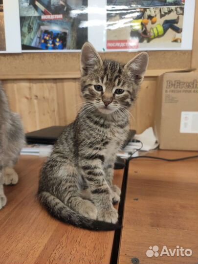 Котята в дар приучены к лотку