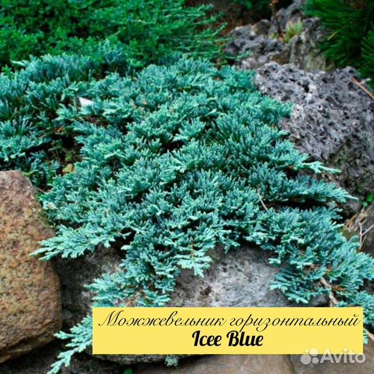 Можжевельник