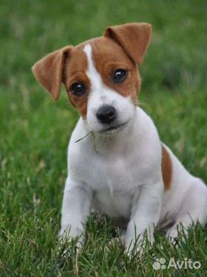 Передержка для собак и кошек. Есть места