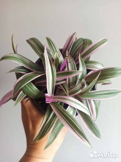 Традесканция рэо