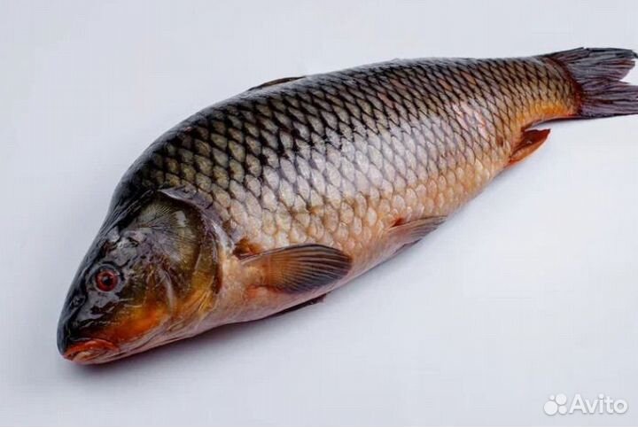 Сазан(карп )